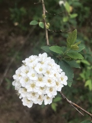 Spiraea prunifolia