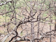 Quercus deserticola