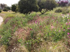 Lathyrus