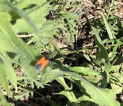 Melanopleurus belfragei