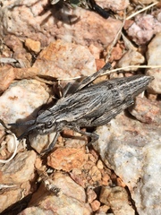Dracotettix plutonius