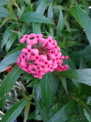 Arachnothryx leucophylla