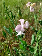 Lathyrus