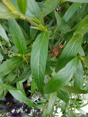 Arachnothryx leucophylla