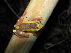 Dendropsophus leucophyllatus