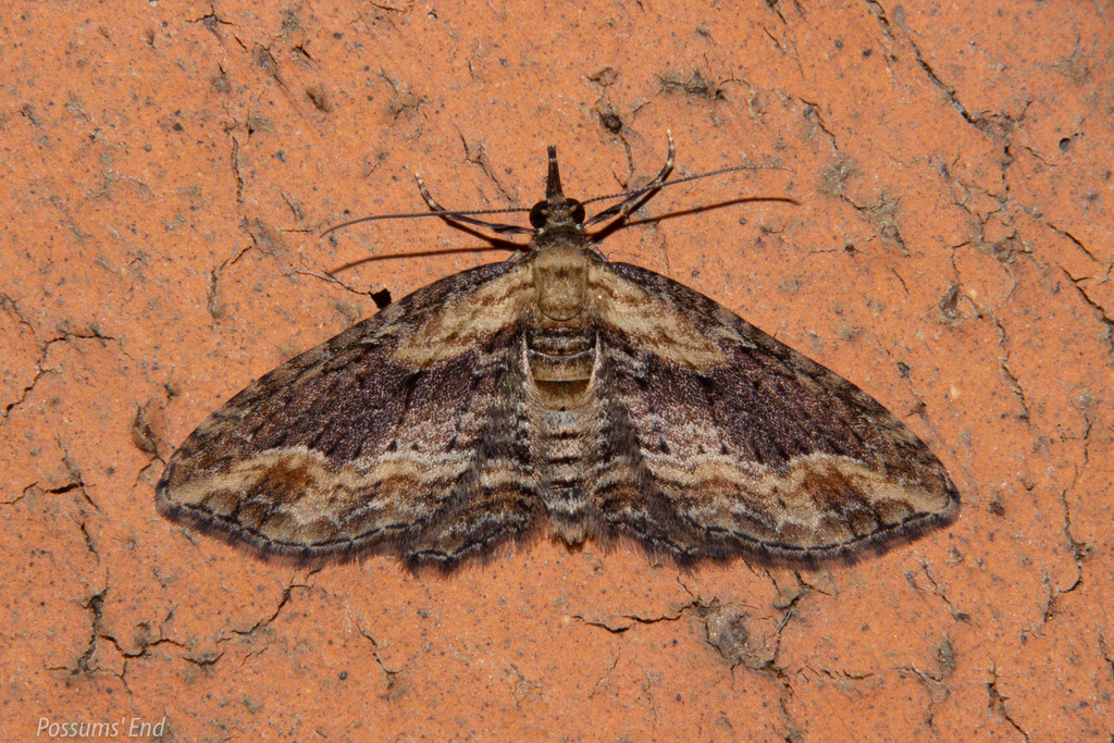 Chloroclystis