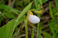 Cypripedium candidum