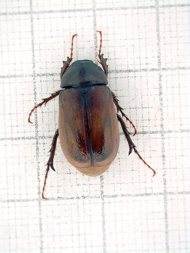 Phyllophaga vandinei