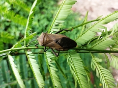 Pachylis laticornis