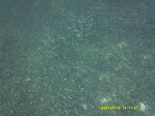 Image of Thalassia testudinum by (c) Lythronax246, some rights reserved (CC BY)