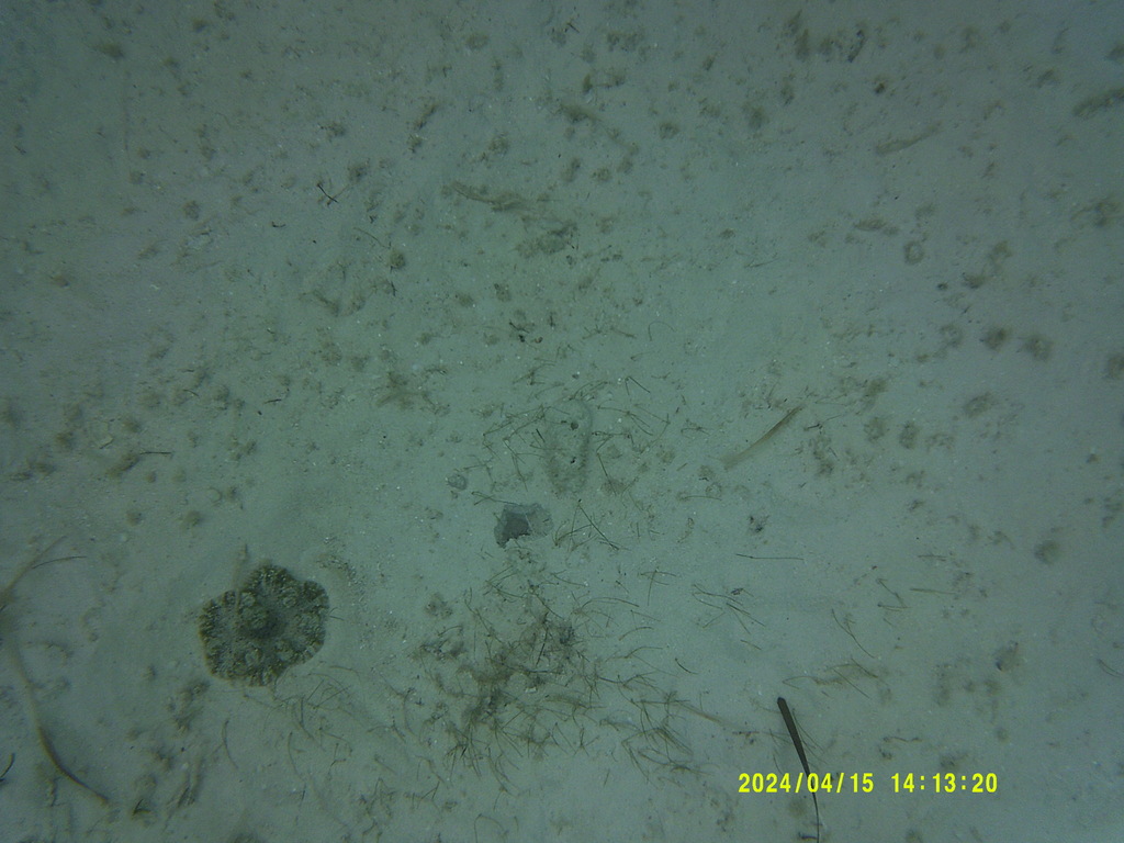 Duerden's sun anemone