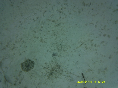 Duerden's sun anemone