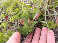 Acalypha radians