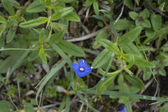 Veronica fruticans