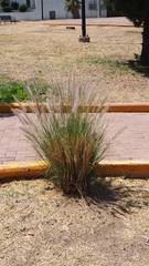 Poaceae