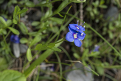 Veronica fruticans