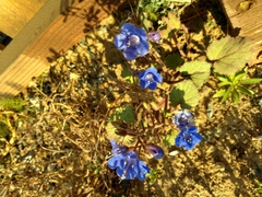 Phacelia campanularia