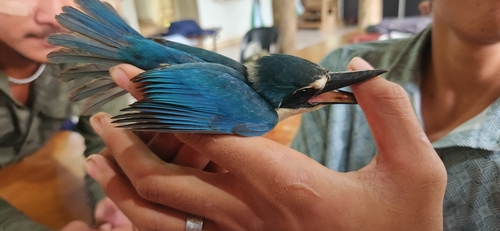 Flat-billed Kingfisher (Todiramphus recurvirostris), photo 4