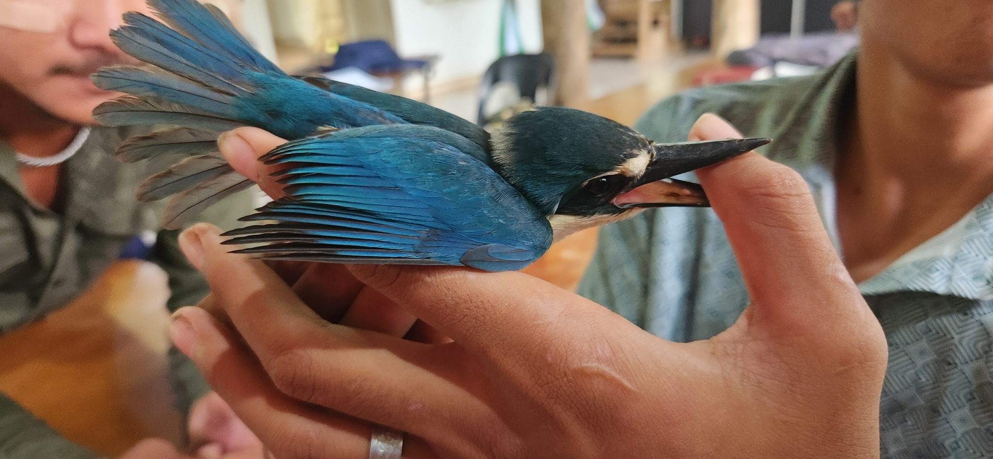 Flat-billed Kingfisher (Todiramphus recurvirostris), photo 3