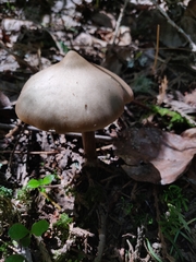 Entoloma vernum