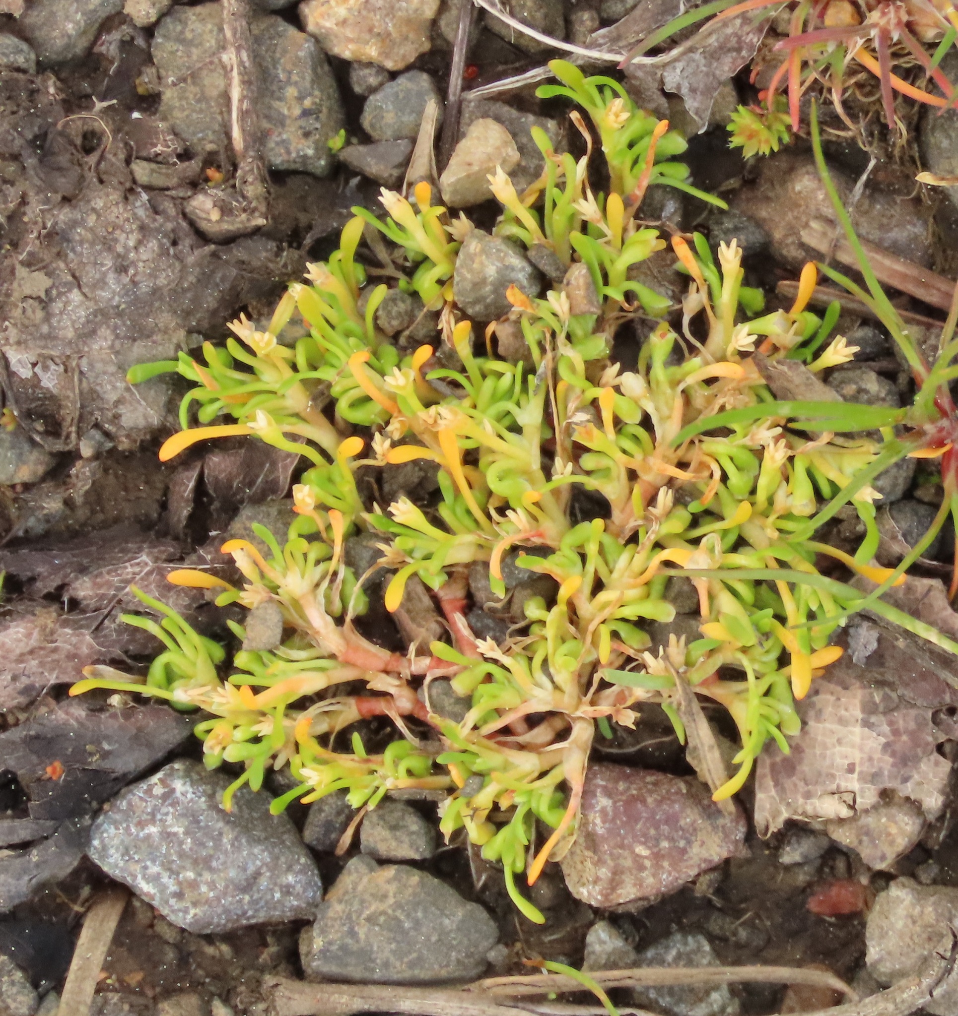 Montia howellii