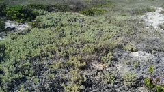 Arctotis stoechadifolia