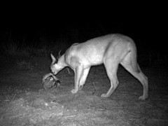 Caracal caracal