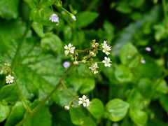 Micranthes marshallii