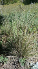 Festuca californica