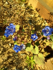 Phacelia campanularia