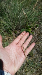 Festuca californica