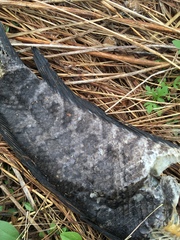 Channa argus