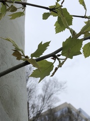 Platanus × hispanica