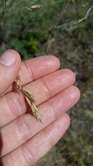 Festuca californica