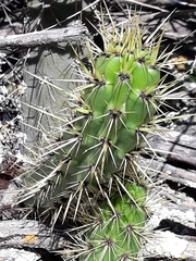 Corryocactus melanotrichus