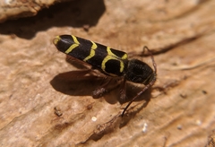 Neoclytus caprea