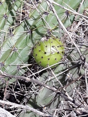 Corryocactus melanotrichus