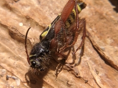 Neoclytus caprea