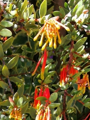 Tristerix penduliflorus