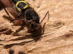 Neoclytus caprea