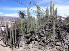 Corryocactus melanotrichus
