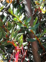 Tristerix penduliflorus