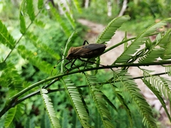 Pachylis laticornis