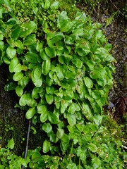 Micranthes marshallii