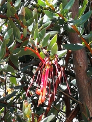 Tristerix penduliflorus