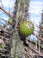 Corryocactus melanotrichus