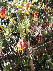 Tristerix penduliflorus