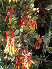 Tristerix penduliflorus