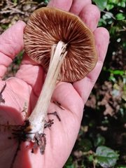 Entoloma vernum