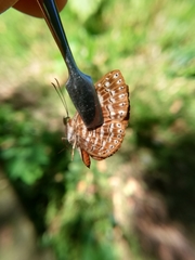 Protonymphidia senta